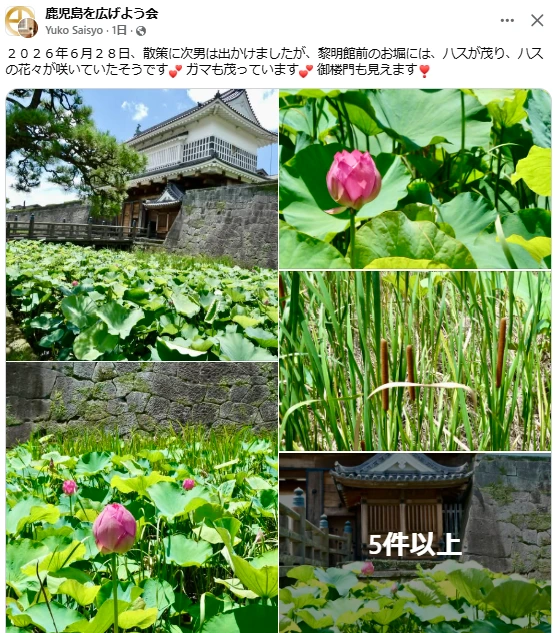 0701お堀の蓮の花