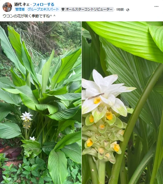 奄美はウコンの花