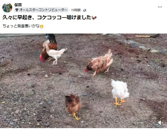 2026091020260910奄美でコケコッコー