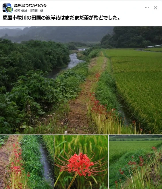 祓川の田圃の彼岸花はまだつぼみ、鹿屋市