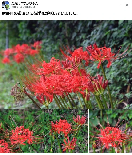 彼岸花、財部町