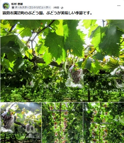 霧島市溝辺町のぶどう園
