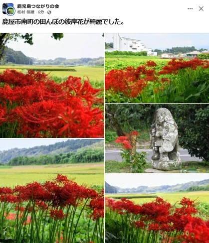 彼岸花満開