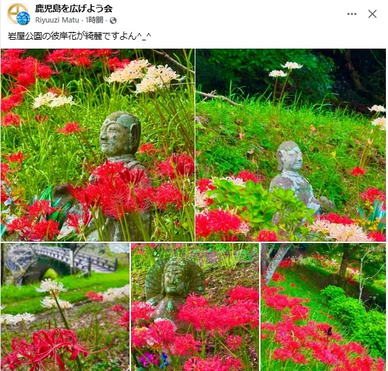 岩屋公園は彼岸花