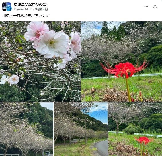 川辺の十月桜
