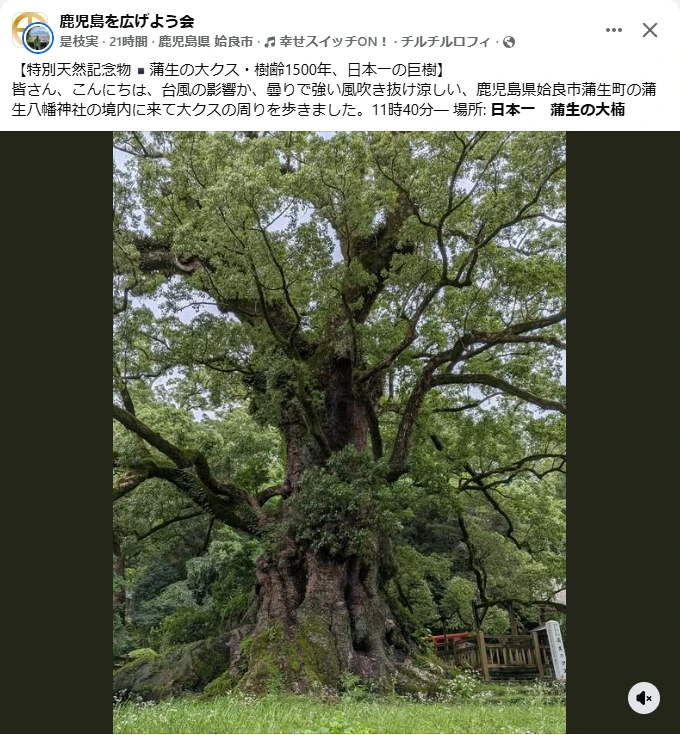 0626蒲生の大クス