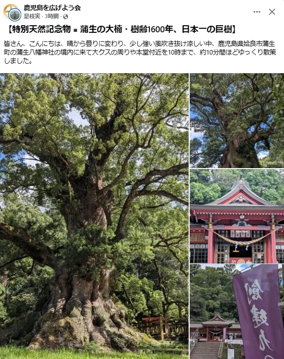 2060901蒲生の大クス